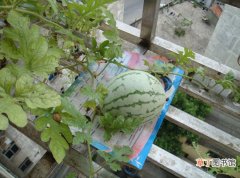 【西瓜】阳台西瓜种植方法有哪些？
