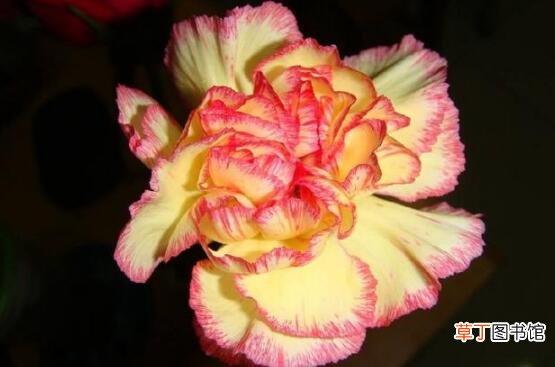 【花】康乃馨的花语是什么，十二种花色十二种花语/不朽的母爱有哪些？