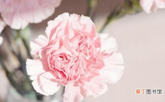 【花】康乃馨的花语是什么，十二种花色十二种花语/不朽的母爱有哪些？
