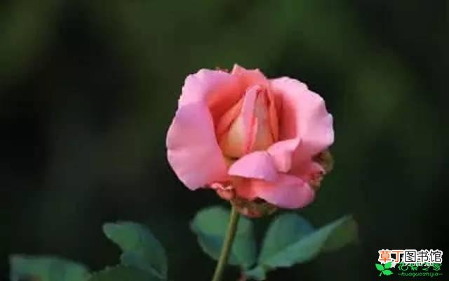 【花】6月30日石玫瑰生日花语有哪些？