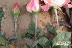 【玫瑰花】玫瑰花白粉病防治方法有哪些？