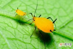 【蚜虫】花上的蚜虫怎么治？花卉植物有蚜虫怎么办？有哪些解决方法？