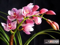 【花】大花蕙兰常用三种养殖方法有哪些？