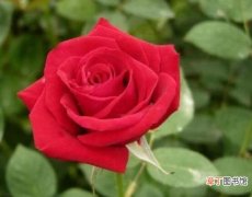 【玫瑰花】玫瑰花功能与主治有哪些？
