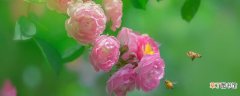 【蔷薇花】爬藤蔷薇花的养殖方法和注意事项 爬藤蔷薇花养殖方法和注意事项