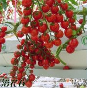 【桃】观赏樱桃番茄秋季盆栽技术有哪些？
