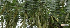 【特点】皂荚树的特点二年级 皂荚树的特点是什么