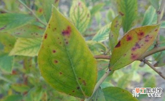 【病害】蓝莓染上病害怎么办？蓝莓常见病害的防治方法有哪些？