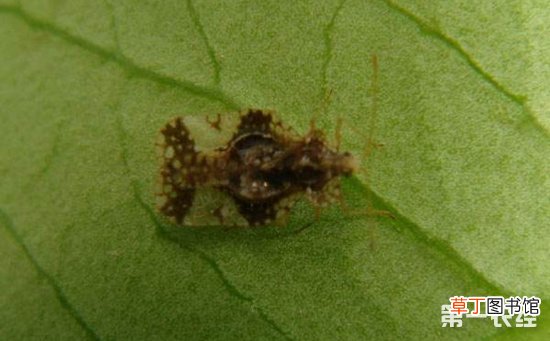【桃树】桃树梨网蝽怎么处理？桃树梨网蝽的危害与防治有哪些？