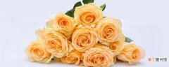 【黄玫瑰】香槟玫瑰和黄玫瑰的区别 香槟玫瑰和黄玫瑰有什么不一样