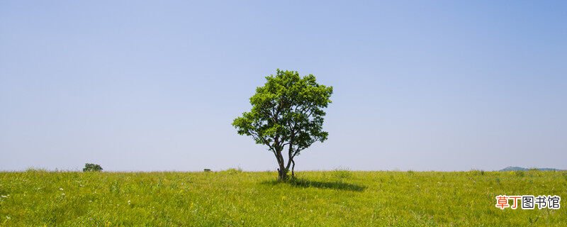 【树】乡土树种名词解释 乡土树种的名词