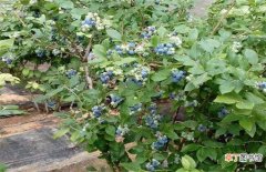 【技巧】蓝梅种植的8种技巧