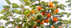 【种植方法】柿子树种植方法 柿子树怎么种