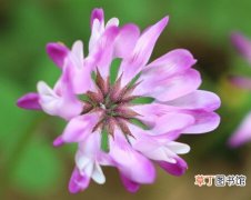 【花】小冠花怎么种？小冠花种植方法介绍