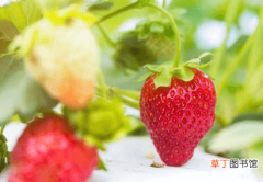 【种植】草莓无公害种植技术，掌握7点种出优质草莓，今天就教你这绝活