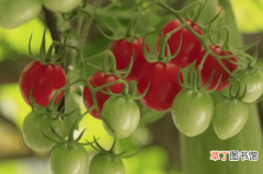 【桃】高品质樱桃番茄在种植全过程，以及种植细节解析，农户多看多学