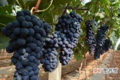 【种植】葡萄的种植方法和技术介绍
