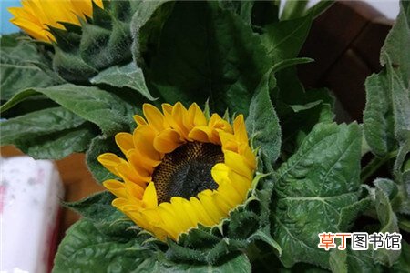 【种植】观赏向日葵，向日葵种植方法