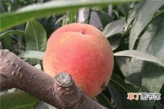 【桃】果市买的水蜜桃树怎么种