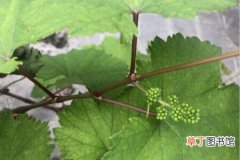 【葡萄】大棚葡萄栽培技术