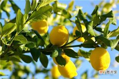 【树】柠檬树 好看又好养结的果子吃不完