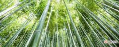 【品种】竹子的品种 竹子的品种有哪些