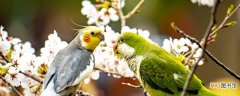 【水果】鹦鹉能吃什么 鹦鹉能吃什么水果和蔬菜