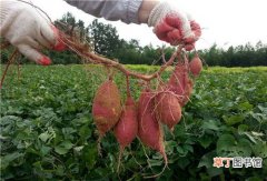 【营养】种植营养丰富的红薯方法