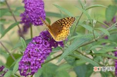 【方法】种植蝴蝶布什的方法，照顾蝴蝶布什生长的方法