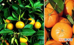 【橘子】如何种植橘子