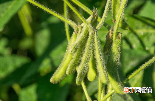 【种植】大豆高产种植管理技术，想要进一步提高产量，学会这些诀窍很重要