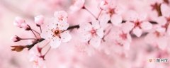 【桃花】樱桃花的寓意和象征 樱桃花有什么象征意义