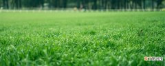 【温度】草坪的地表温度是多少 草坪的地表温度有多少