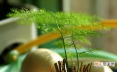 【种子】文竹种子怎么种 种植时间是几月份