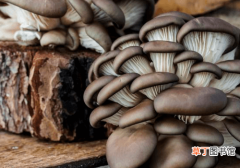 【种植方法】平菇的种植方法有很多，你知道的有多少呢？一起来看一下吧