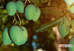 【种植】芒果果园种植绿肥措施分析，需要做到以下几点要求，你学会了吗？