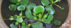 【水生植物】适合龟缸的水生植物 龟缸适合种什么植物