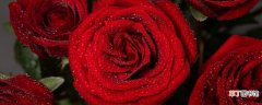 【花期】玫瑰的花期 玫瑰的花期是几月份