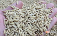 【种植】水稻种植良法：种子如何催好芽？催芽有技术流程，掌握4个要点