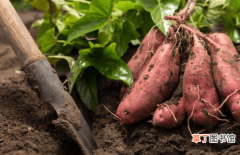 【红薯】为什么提倡栽红薯时埋叶？