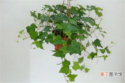 【种植】如何在室内种植常春藤，常春藤的施肥和浇水