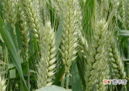 【播种】小麦的播种时间，以及小麦的种植要点