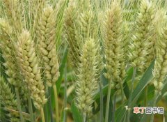 【播种】小麦的播种时间，以及小麦的种植要点
