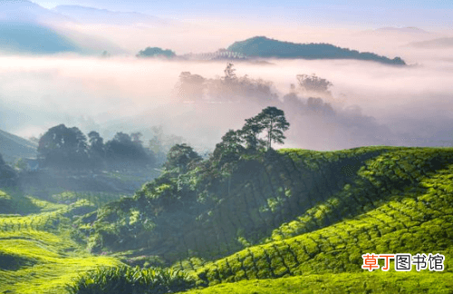 【茶叶】茶叶是如何种植和管理的？