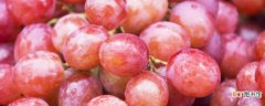 【葡萄】秋天清脆葡萄品种的特征 秋天清脆葡萄品种的特征有哪些