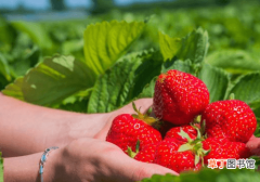 【种植】日光温室草莓种植管理新技术！从此不用求人，自己也是专家
