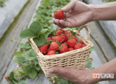 【草莓】无公害大棚草莓优质栽培技术措施分析，找到你最适合的方法