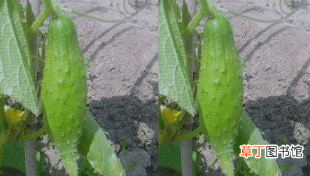 【黄瓜】如何预防种植黄瓜时产生畸形瓜？