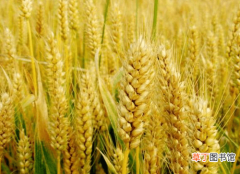 【高产】小麦高产的栽培技术，以及疾病的防治技术，这些经验教给你