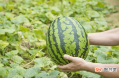 【西瓜】种植西瓜产量品质差异大，除了品种之外，怎样运筹肥水是关键因素